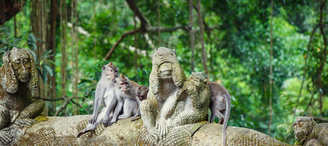 monkey forest-The Best Tour & Travel Agency in Bali
