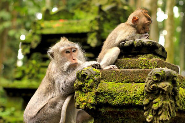 ubud monkey forest tour & travel